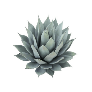 aleo vera plants